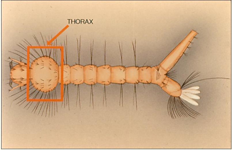 Thorax: appears distinct from the head and abdomen, being normally wider than the latter two sections.