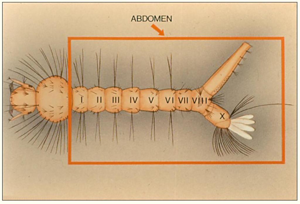 Abdomen: segmented section behind thorax The abdomen has 10 segments, but not all are distinct. In Aedes and Culex, the ninth segment is not distinct; in Anopheles, the tenth.