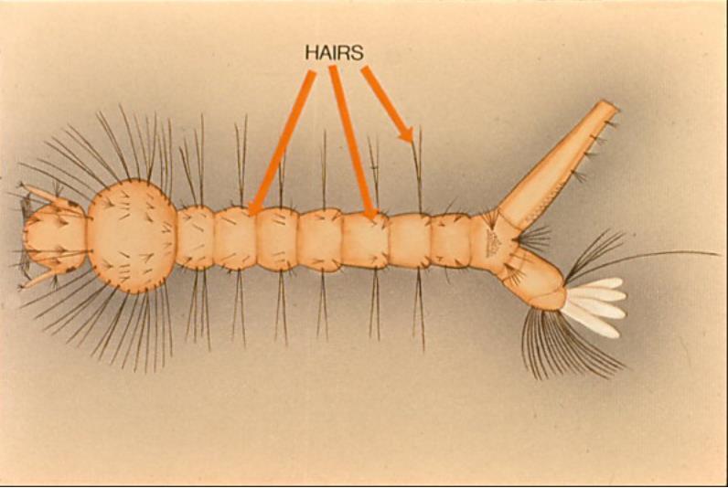 Hairs: the number, position and arrangement of hairs on the larva can be diagnostic.