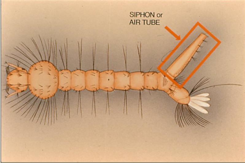 Siphon: an air tube on the 8 th abdominal segment. All genera except one- have a siphon.