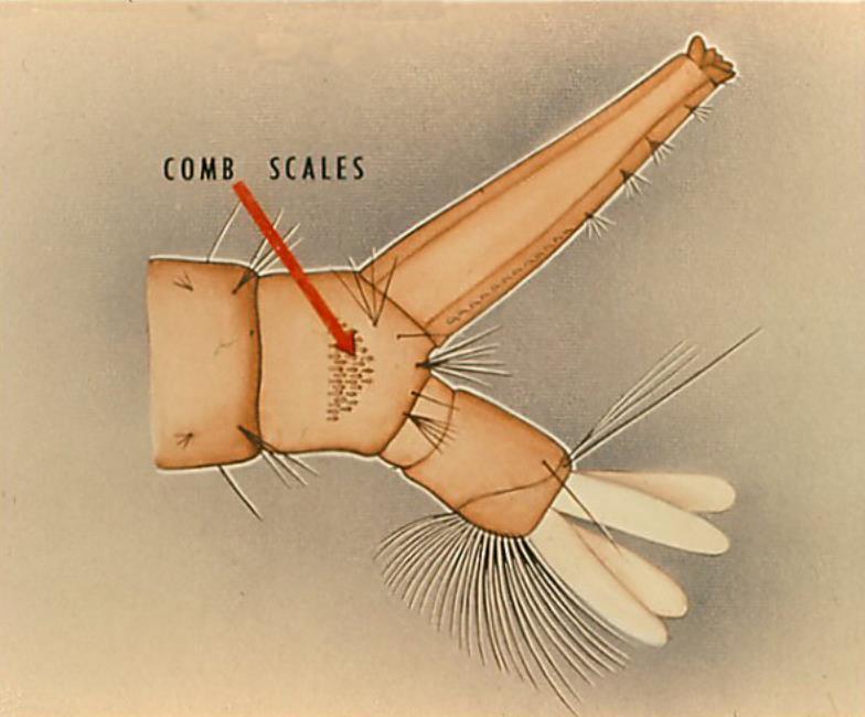 Comb scales: a line or patch of scales found on the 8 th abdominal segment in most genera.