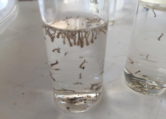 First step in mosquito larvae identification Place the larvae in cups, vials or plastic bags. Observe them to see how they suspend from the surface of the water.