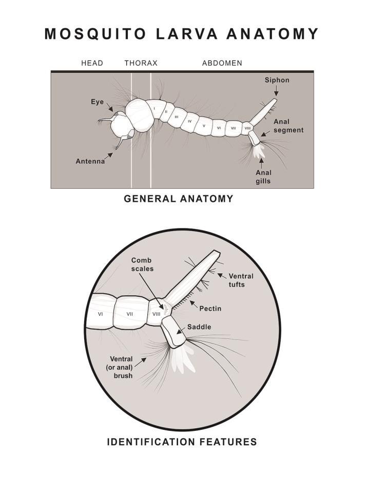 Identifying mosquito genera and species in your area Familiarize yourself with the general anatomy of the mosquito larvae and the key features that distinguish those genera