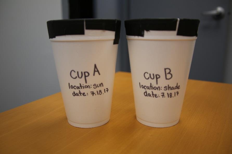 Step 1: Prepare Oviposition Cups Label each cup