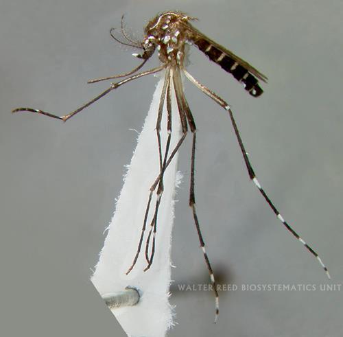 #2: Aedes