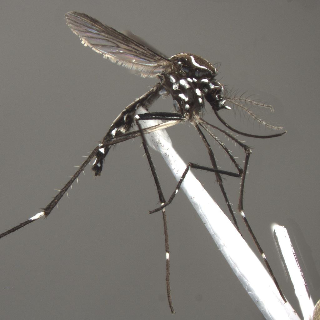 Mosquito name: Aedes Aegypti Hosts: Female Aedes aegypti commonly feed on dogs, deer, rabbits,