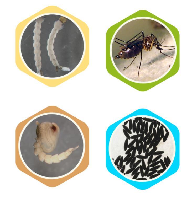 Task 3-4 Understanding Mosquito Life Cycle