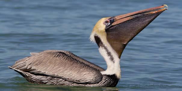 Brown Pelican I am a brown pelican. I have a pouch of skin under my beak that can hold a lot of fish.