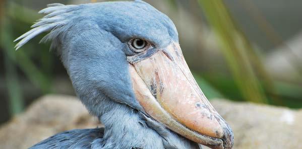Gulls even sit on my head and back while they take fish right out of my pouch! Shoebill Stork I am a shoebill stork.