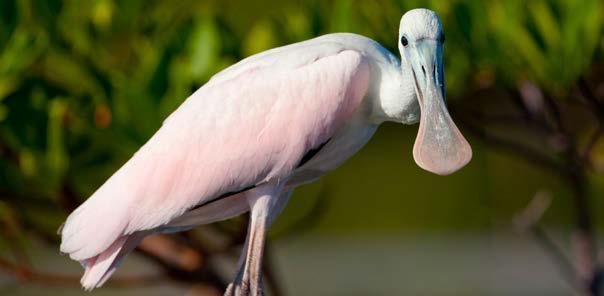 I am a spoonbill. Spoonbill I have a long beak that flattens out at the end like a spoon.