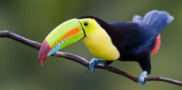 I like to eat frogs, shellfish, seaweed, and small fish. I am a toucan.