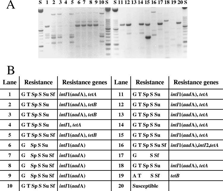 VOL. 73, 2007 INTEGRON AND tet GENE CARRIAGE IN POULTRY E. COLI 1411 FIG. 3. Antibiotic resistance phenotypes and genotypes for E.