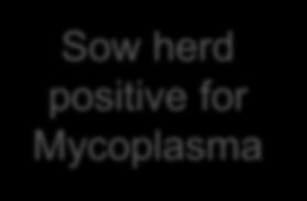 positive for Mycoplasma