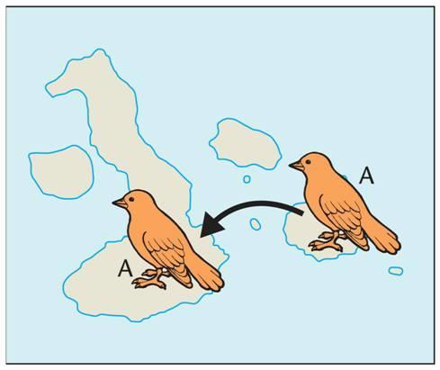 Speciation in Darwin's Finches Geographic Isolation Some birds from species A