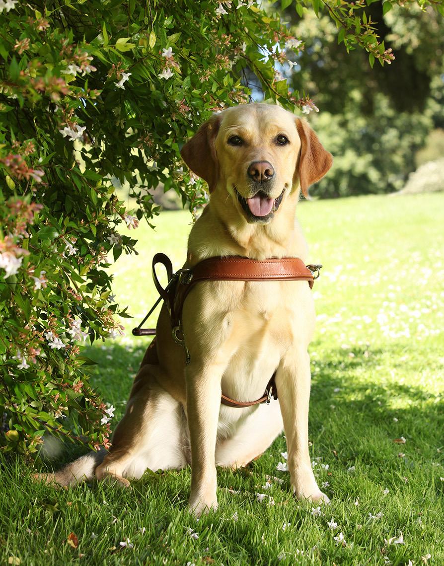 About Guide Dogs Tasmania Guide Dogs Tasmania is the only organisation raising and training Guide Dogs in Tasmania.