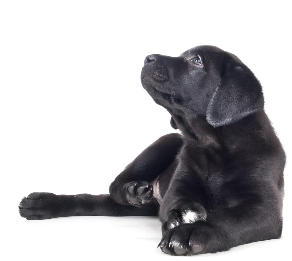 Regular Giving and Sponsorship As well as holding fundraisers for Guide Dogs Tasmania, you can give a regular donation by becoming a Puppy Love Learner Member.