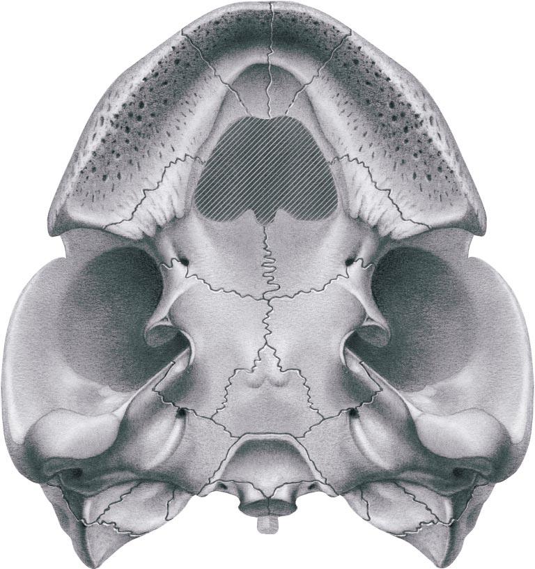 2003 GAFFNEY AND TONG: NEW PALEOCENE SIDE-NECKED TURTLE 653 Fig. 26.4. Phosphatochelys tedfordi, n. gen. and n. sp., AMNH 30008. Partially restored ventral view of skull. See fig. 26.3 for bone names.