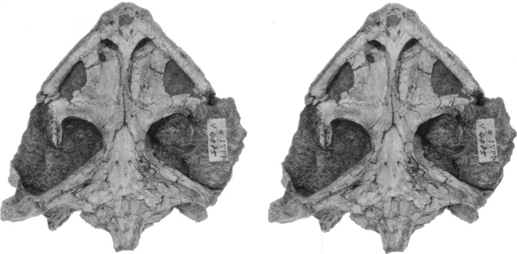 10 AMERICAN MUSEUM NOVITATES NO. 3048.: N Fig. 3. Dracochelys bicuspis, new genus and species, IVPP V4075, Early Cretaceous, Xinjiang province, PRC. Stereophotograph of ventral view. '.~~~l 4-