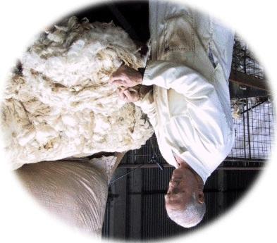 may lose condition P Wool loss &