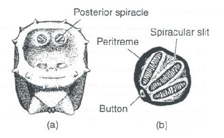 Morphology of the larvae