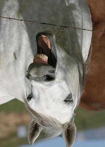 Gasterophilus P Obligate parasites of horses & donkeys: Gasterophilus nasalis Throat Bot fly