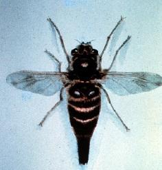 P Adults 11-15 mm Resemble a Honey bee with a long