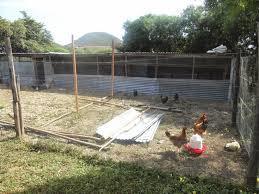 2 Reinforce your chicken coop. Predators, such as raccoons, mountain lions, bobcats and even dogs, can slip through cracks or underneath coops.