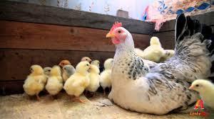 Add bedding, feeders and a heat lamp. Choosing Chickens Part3 1 Consider buying hens.