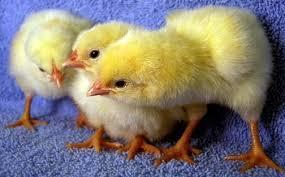 2 Opt for buying chicks rather than hatching eggs the first year you raise chickens. Hatching eggs are available through purchase by mail order and in stores.