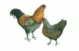 6 Purchase several types of egg-laying chickens. A mixed group will provide varied sizes and colors.