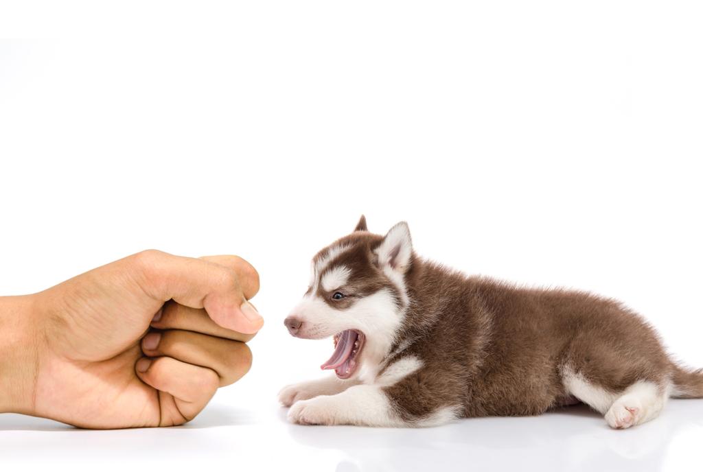 MOUSE GAME Have some food in the palm of your hand or place some food on the floor for your pup.