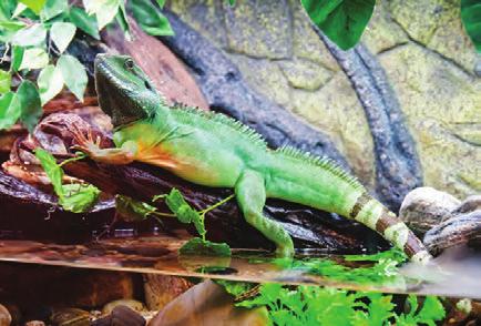They like bugs and worms. Some people raise crickets and other bugs as well as worms at home. This way, they always have food for their iguana when they need it. Reader Response 1.