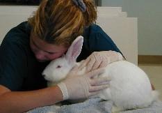 Laboratory: Care Rabbits checked 3 times daily Animals fed and watered once daily in the morning Fecal catch trays