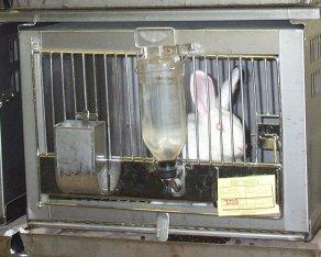 Laboratory: Food & Water All animals fed a pelleted complete diet supplemented with vitamins and
