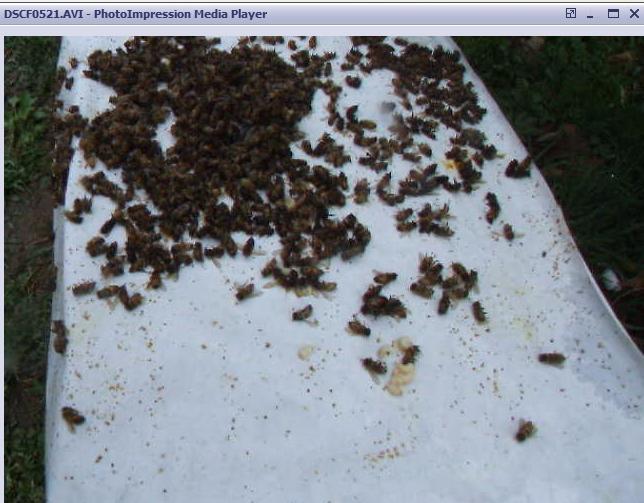 Dead bees in the field from video;