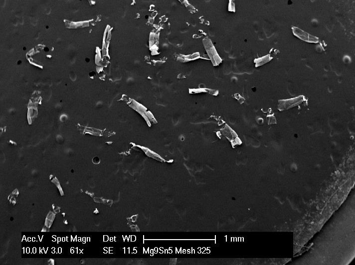 Figure 11. Culicoides sonorensis L2 larvae prepared for study of internal structures on SEM pin stub mount. Note distribution of larval head capsules via rough dissection.
