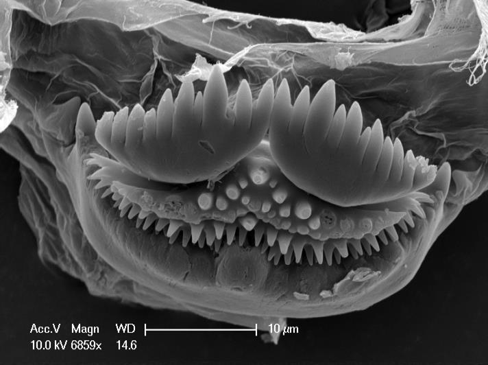 Culicoides sonorensis L3 larvae (Van Ryn Colony). A. Epipharynx (dorsal view). B.
