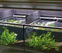 In case of disease in one aquarium or compartment, however, we recommend that it should be isolated by closing the tap, and then the fish can be treated with
