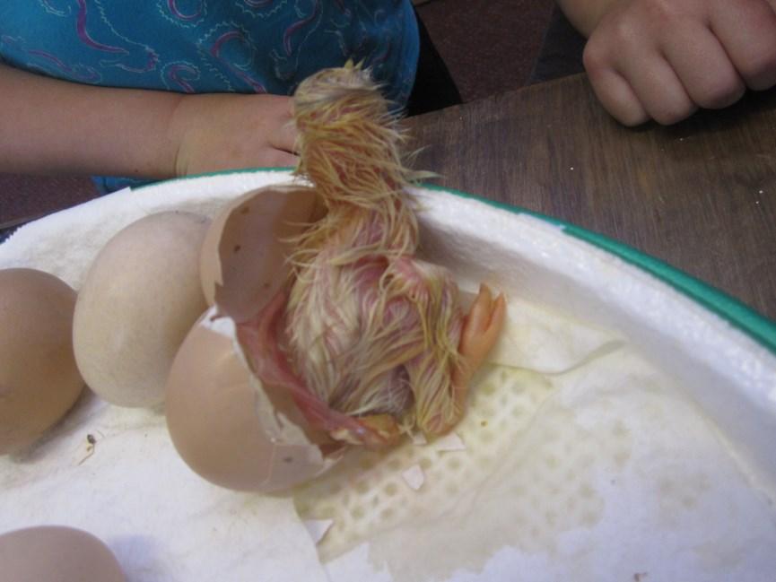 There was a lot of shaking, pecking, and chirping but no hatching! When we came back to school on Saturday morning we were thrilled to see 2 chicks inside the incubator.