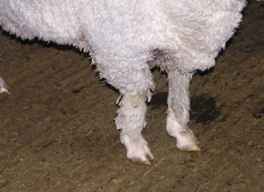Breech Strike Genetics Page 4 Wool cover on points relationships with breech & fleece traits Background We imagine many people have a view on the relationships among breech traits, wool coverage on