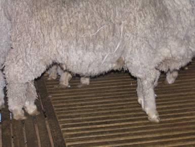 Replacement ewes in this flock are selected almost entirely on breech traits there is little, if any consideration of fleece traits. Half the flock is mulesed, half is unmulesed.