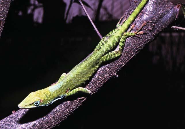 Crown-giant anoles are also found on Hispaniola (not shown).
