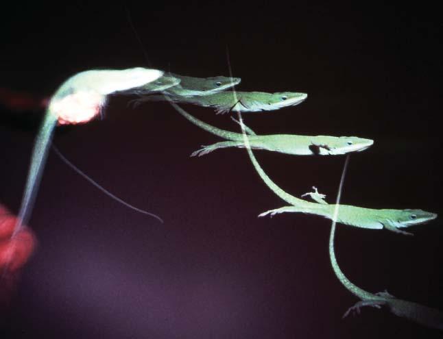 Figure 6. Anolis carolinensis jumping in a laboratory trial. Photograph: Bob Lalonde. Figure 5. Phylogenetic relationships of Anolis.