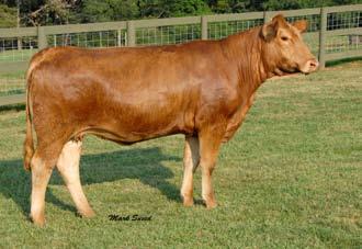 Candace Progeny Sired by BOZ Red Coat 20 Ankony Miss Candace R146 Simmental # 2320397 Cow DOB 11-1-05 BOZ Red Coat x GFI Candace G51 Due to CNS Dream On