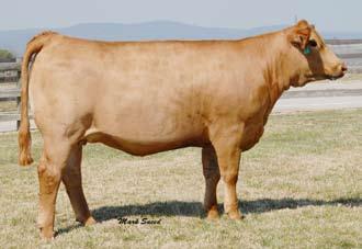 583R Simmental # 2369165 Cow DOB 3-15-06 BOZ Red Coat x GFI Candace G51 Due to CNS Dream On 2/1/08 Lot 20 Lot 23 Lot 24 3.3 1.9 37.2 64 8.2 9.7 28.3 22.