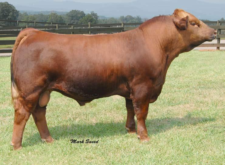 Candace P6 Progeny Offering 1/2 interest with possession negotiable Candace P6 was the standout female of the 2004 calf crop.