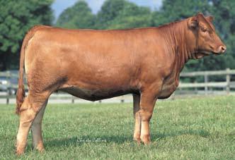 P6, with her near perfect phenotype, has proved herself to be a true power cow.