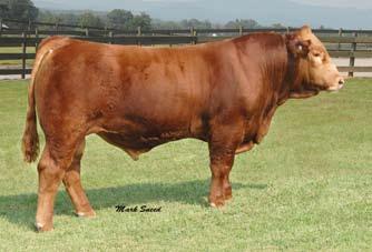 2 Lot45a 49 Ankony Miss Levi S112 Simmental # 2381959 Cow DOB 9-25-06 Ankonian Red Caesar x BBS Miss Levi K76 Offering choice of 49 or 49a 5.4 1.3 37.3 61 4.5 10.6 29.3 19.9-2 -0.06 0.01 0.01 0.25 95.