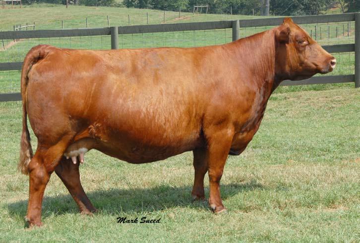 52 NLC J24 Jeshia One of our most elite Fortune 500 donors LRS Preferred Stock 370C SRS Fortune 500 SRS Dawson Queen D-27 NLC J24 Jeshia ER Red E538 NLC G106 Geshia NLC Z27 Zerese Out of the Fortune