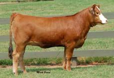 MCS Too Much Progeny 61 Ankony Ms Too Much S195 Simmental # 2370453 Cow DOB 11-28-06 Ankonian Ryan x MCS Too Much 64 Ankony Ms Too Much S150 Simmental # 2365480 Red Polled DOB 10-25-06 CNS Dream On